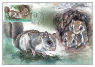 Evropská zvířata s jejich mláďaty