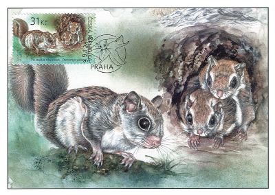 European Animals with their Young