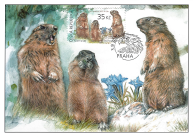 Evropská zvířata s jejich mláďaty