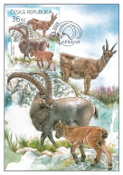 Evropská zvířata s jejich mláďaty