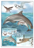 Evropská zvířata s jejich mláďaty